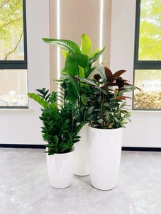 体验宁波镇海花卉出租设计，畅享花卉艺术之旅